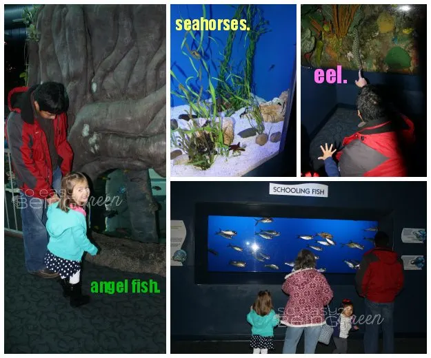 AquariumCollage