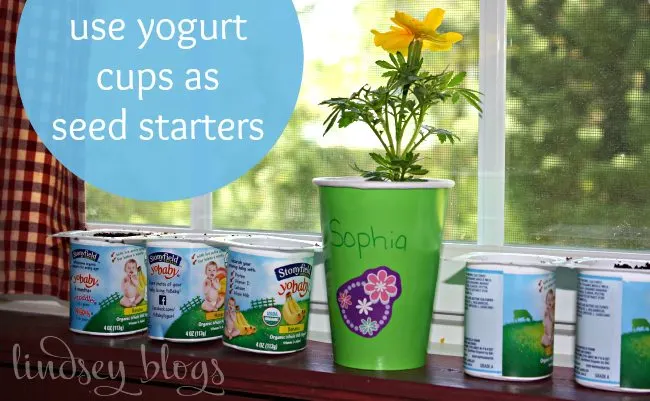 Yogurt Cups Seed Starters