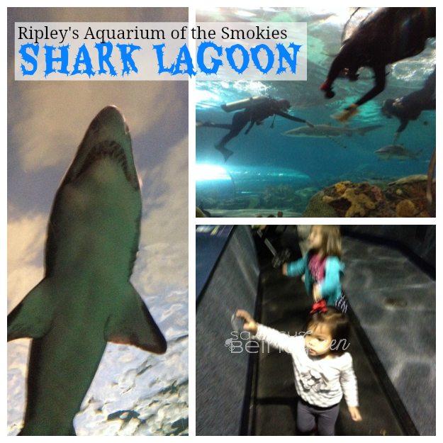 SharkLagoonCollage
