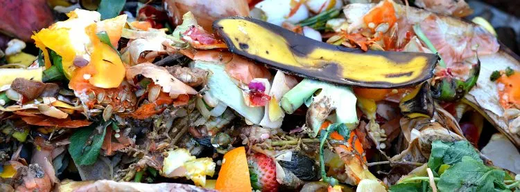 Compost in Soil reusing food scraps