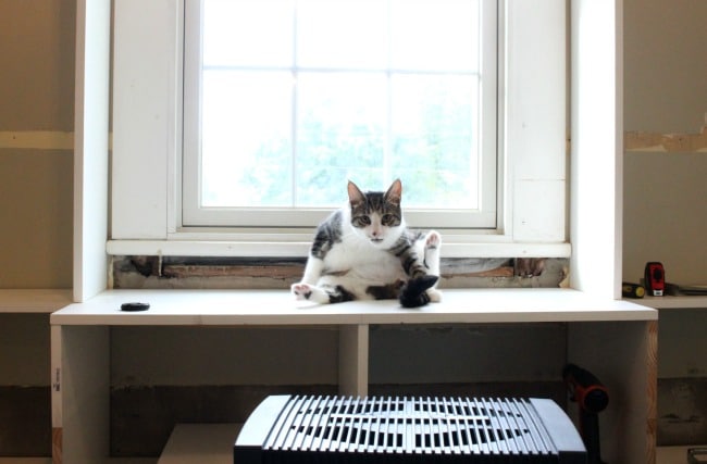 cat sitting on white shelf in front of window
