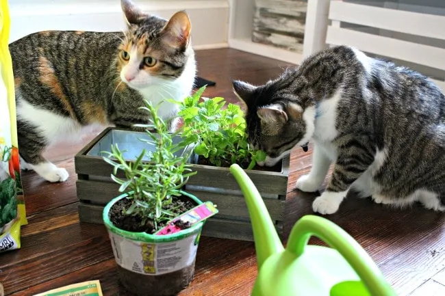 Cats smelling herbs and cat grass in small planter