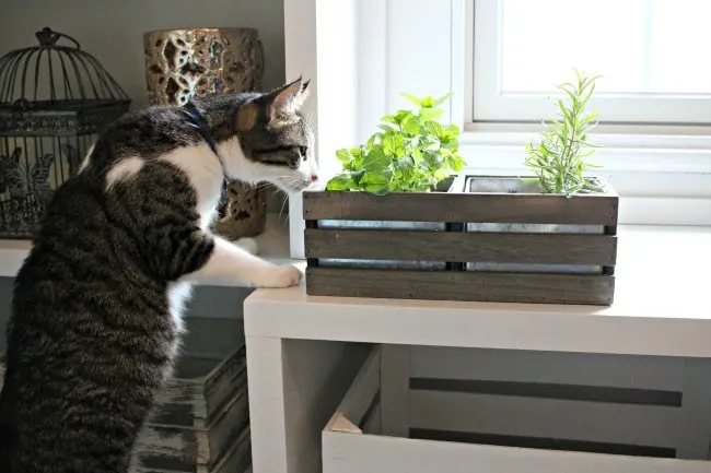 Cat smelling herbs in cat grass planter
